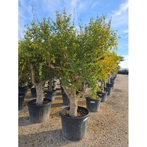 Punica Granatum 50/60 90/110 lt